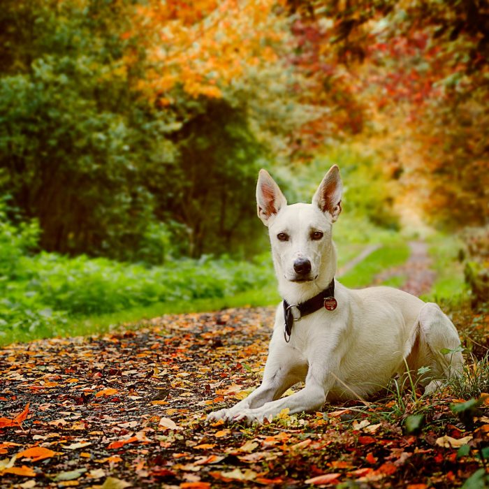 Dog in the garden with antiparasitic medal by catandogs