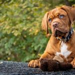 dog using catandogs medal looking at his owner