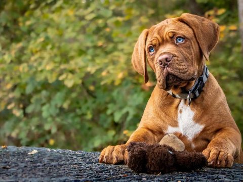 dog using catandogs medal looking at his owner