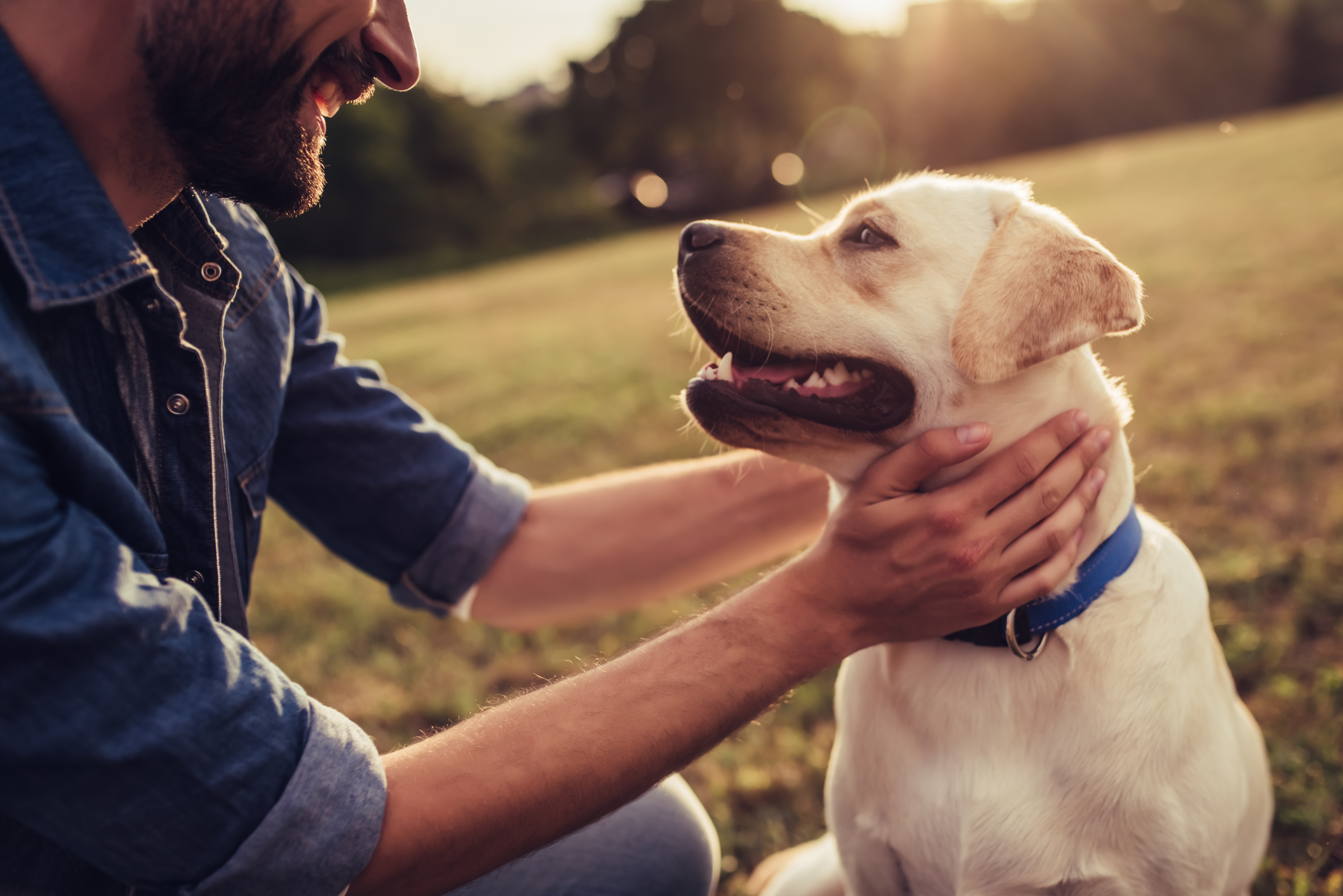 man walking his dog while wearing antiparasitic medal