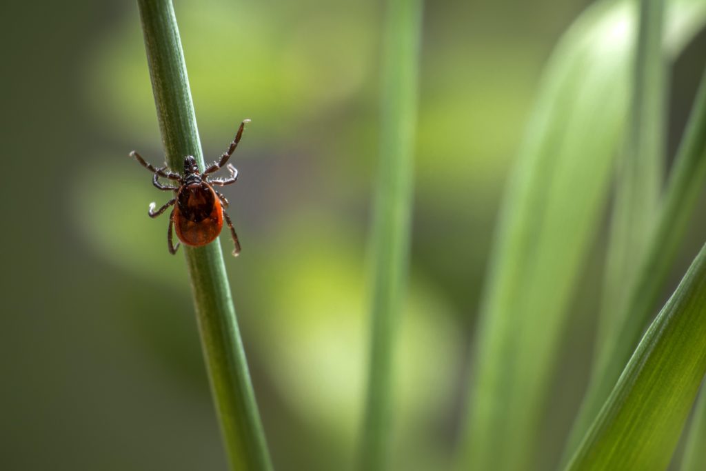 are ticks arachnids