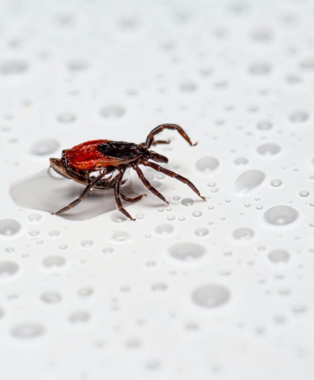 How long do ticks live without host?