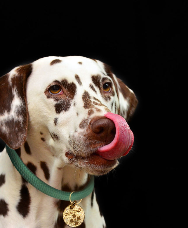 How to remove ticks on dog? – Catandogs is the solution