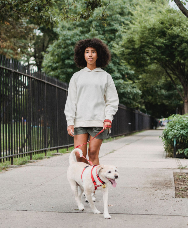 How to avoid and prevent ticks in animals?