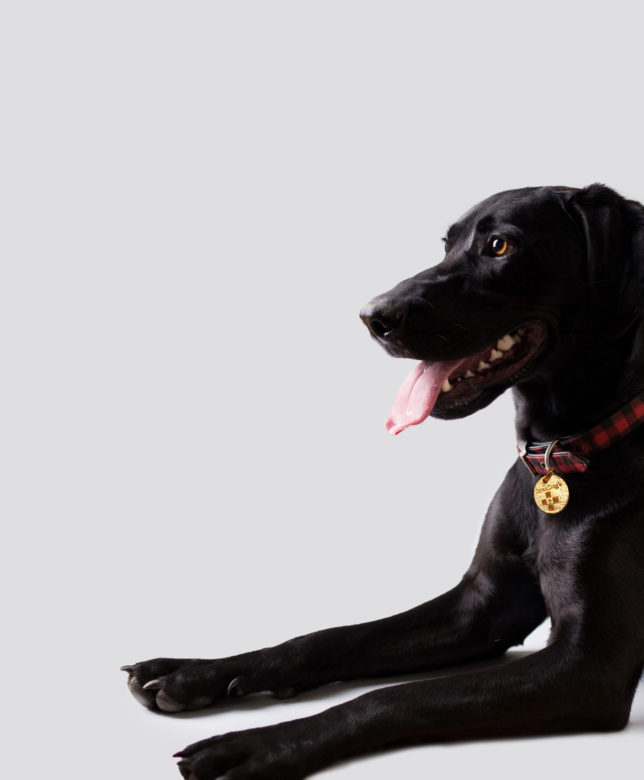 Tick ​​Diseases in Dogs