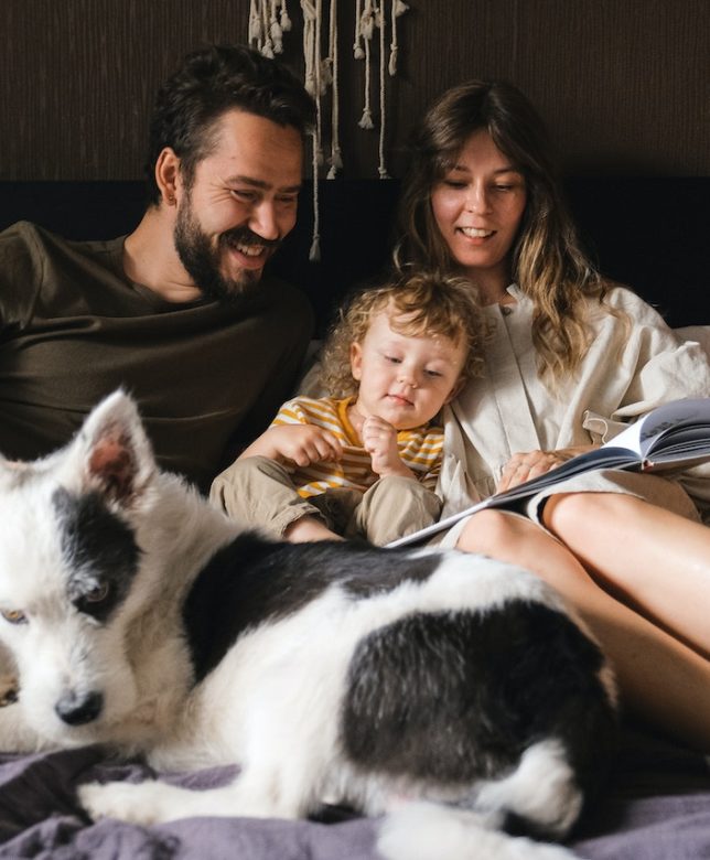 Como identificar los huevos de pulgas en la cama