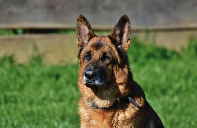 German shepherd dog