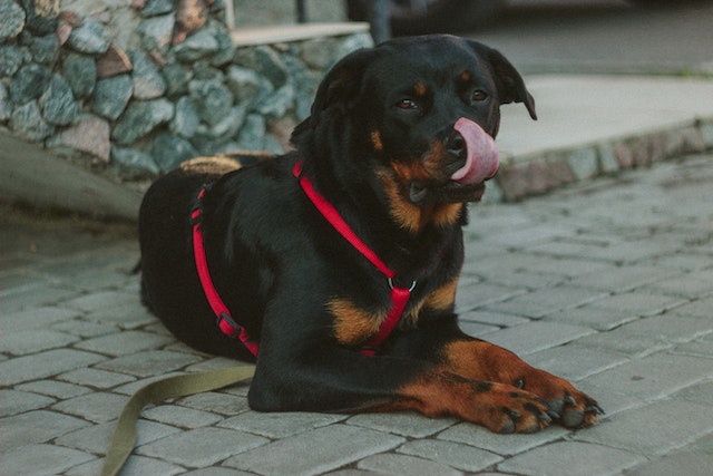 Rottweiler breed dog