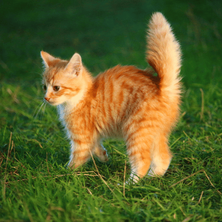 What your Cat’s tail is telling you?