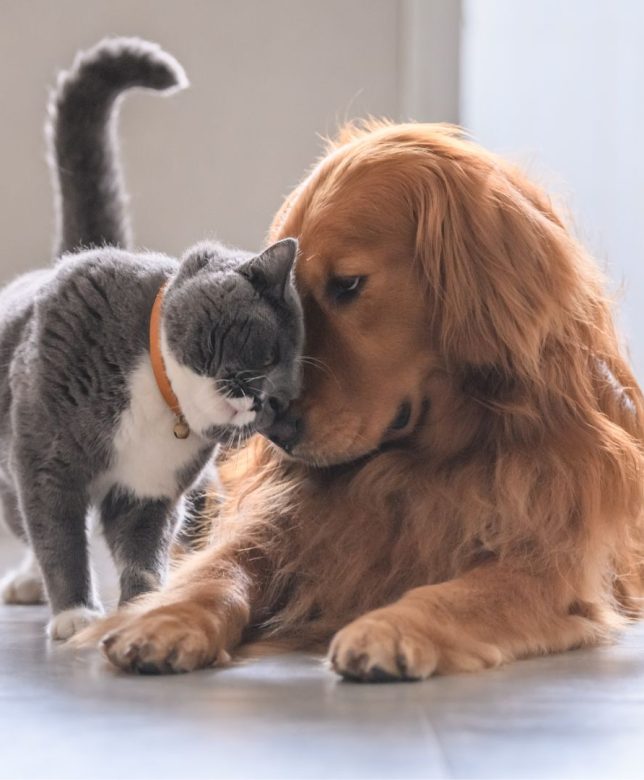 Dog Breeds That Get Along Well With Cats