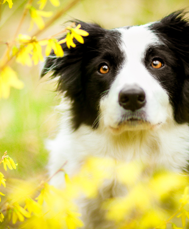 Spring is Here Along with Fleas and Ticks