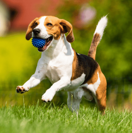 What your dog’s tail is telling you?