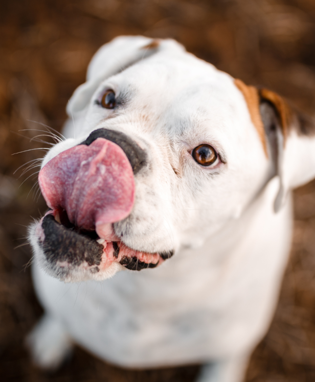 Why do Dogs lick?