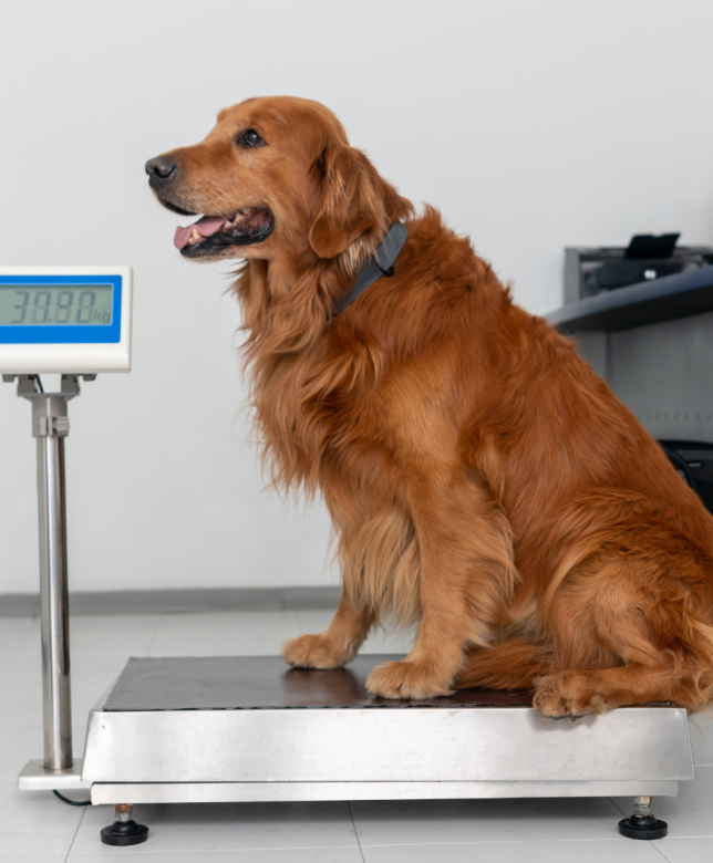 Is your Dog at a Healthy Weight?