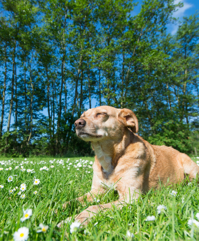 Go Green with your Pet