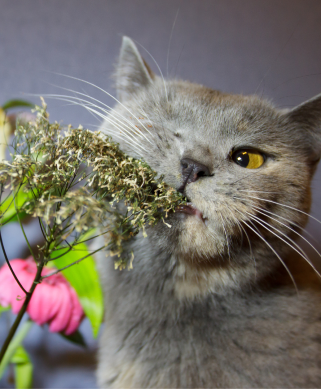 Cats and Plants, Cats and Flowers
