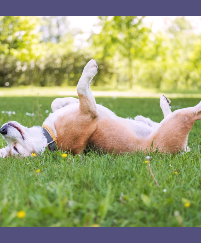 Do Dogs have Allergies?