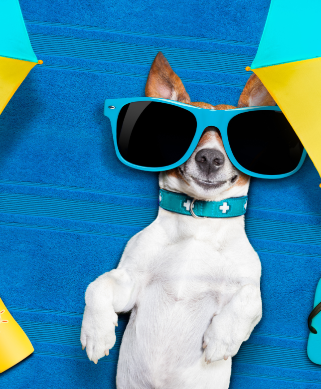 Keep pets safe in the heat