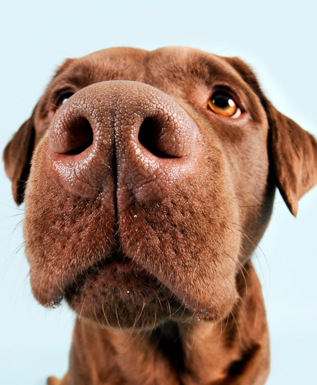 The Extraordinary World of Dog Noses