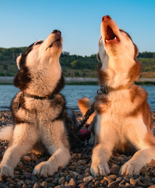 Why do Dogs Howl?