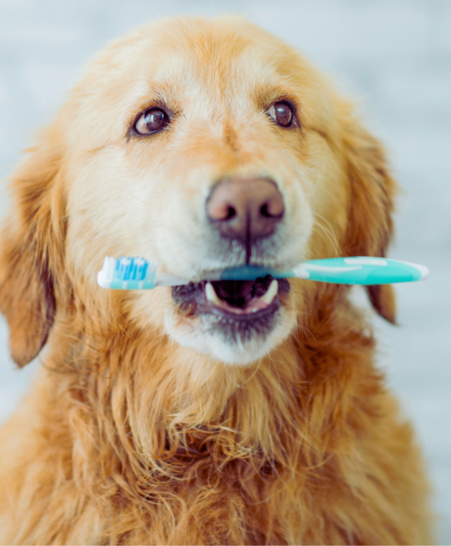 The Importance of Pet Dental care