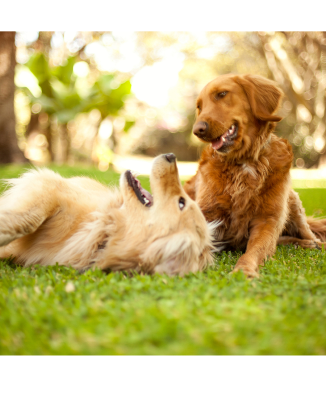 The Secret Language of Dogs