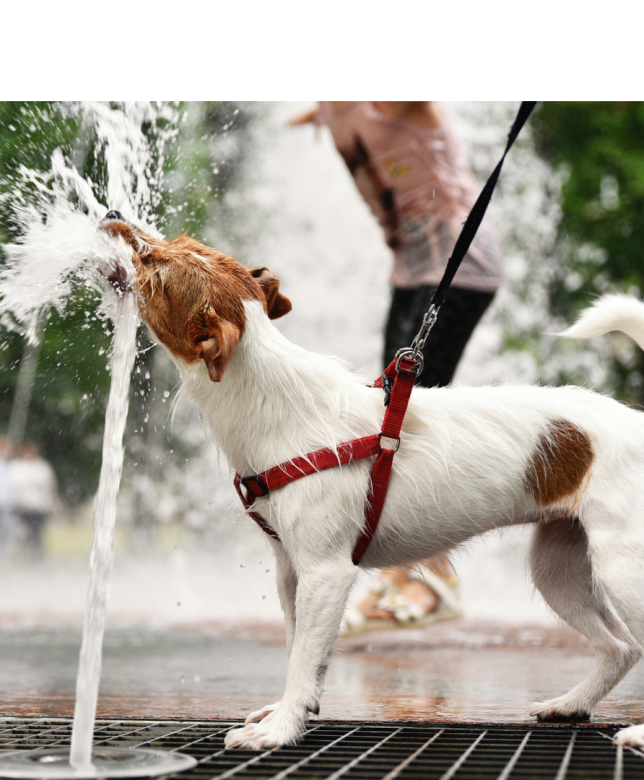 Stay Fresh this Summer!