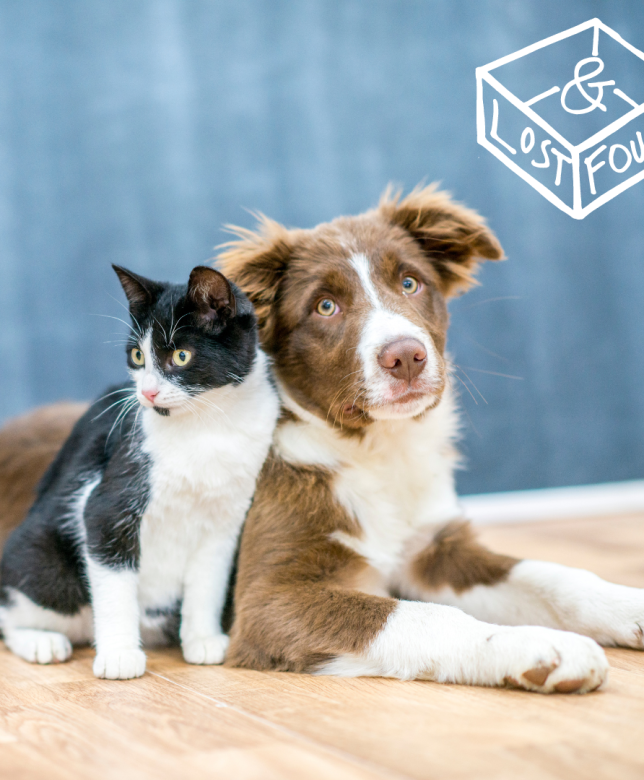 The Importance of Microchipping your Pet