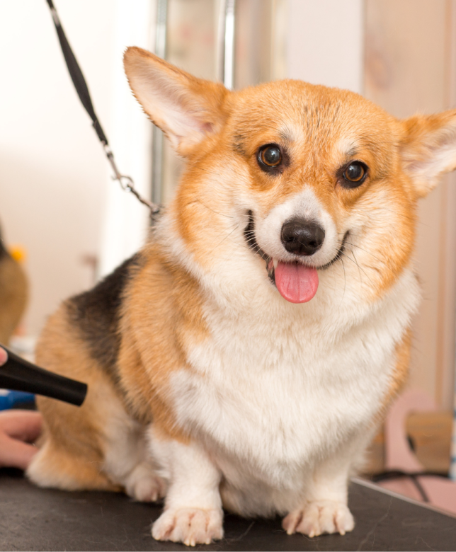 The Importance of Grooming your Dog