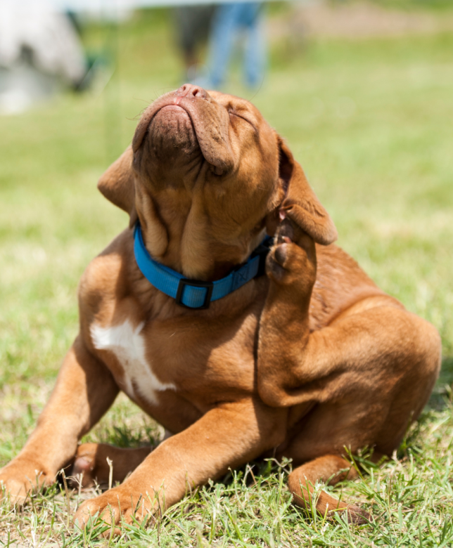 Consequences of Your Dog Having Fleas and Ticks