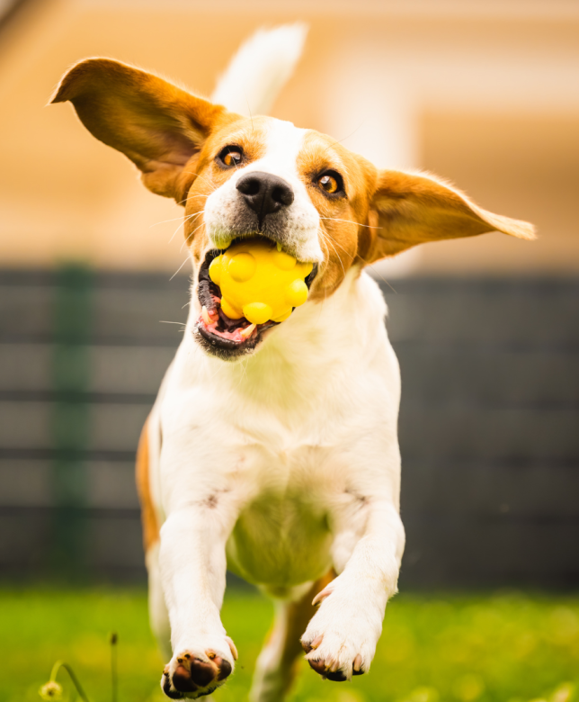 What Dogs Really Like