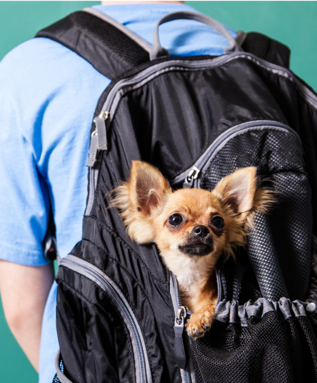 Back to School, The Impact on Your Dog