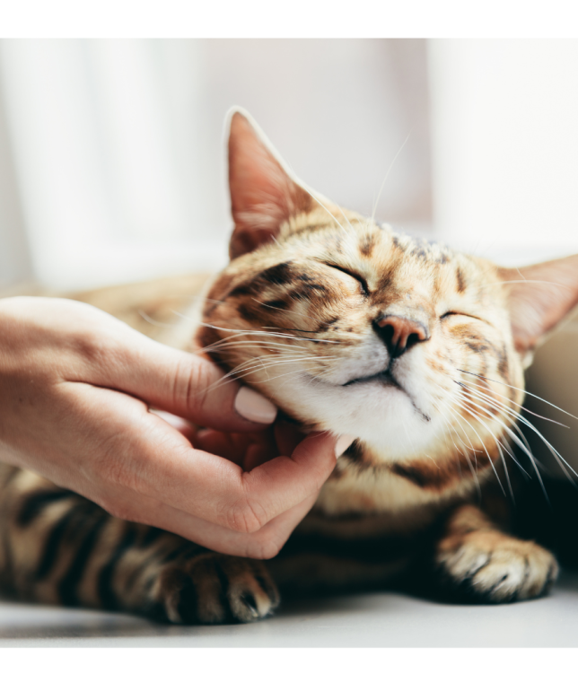 The Healing Power of the Cat’s Purr
