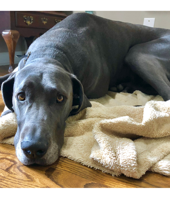 The Heart-Wrenching Goodbye