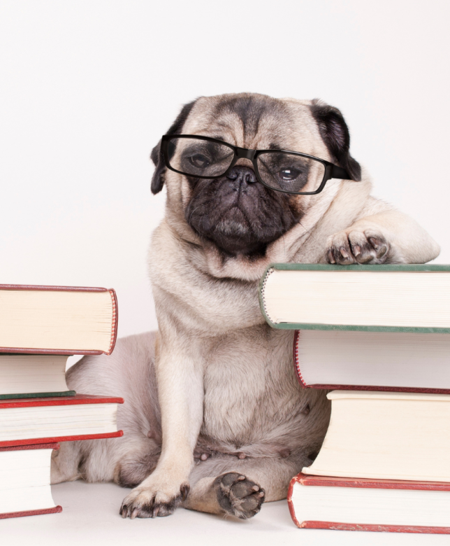 Stimulating your Dog’s Brain