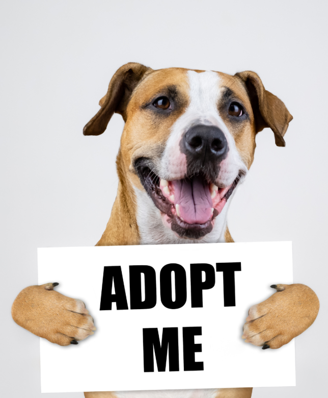 What to Expect When You Adopt a Pet
