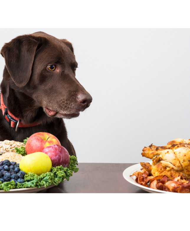 Top Foods to Avoid Feeding Your Dog: Keeping Your Furry Friend Safe