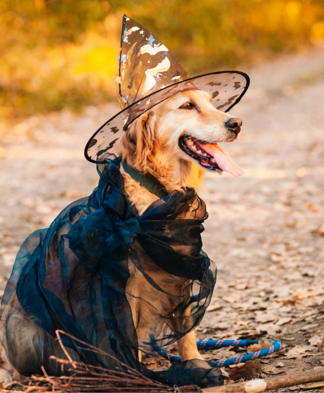 Spooky Tails and Furry Friends