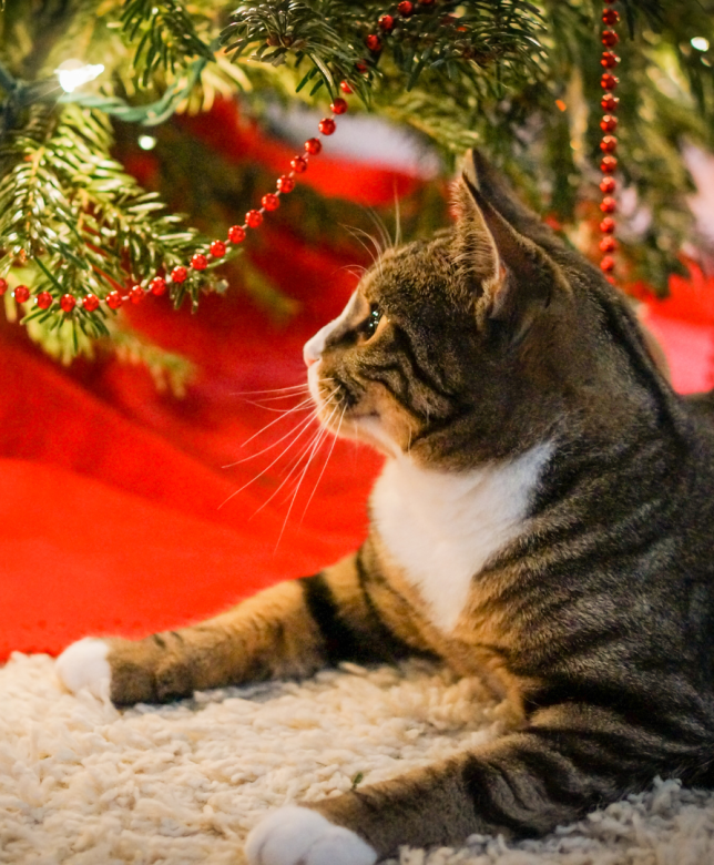 How do I Cat proof my Christmas tree?