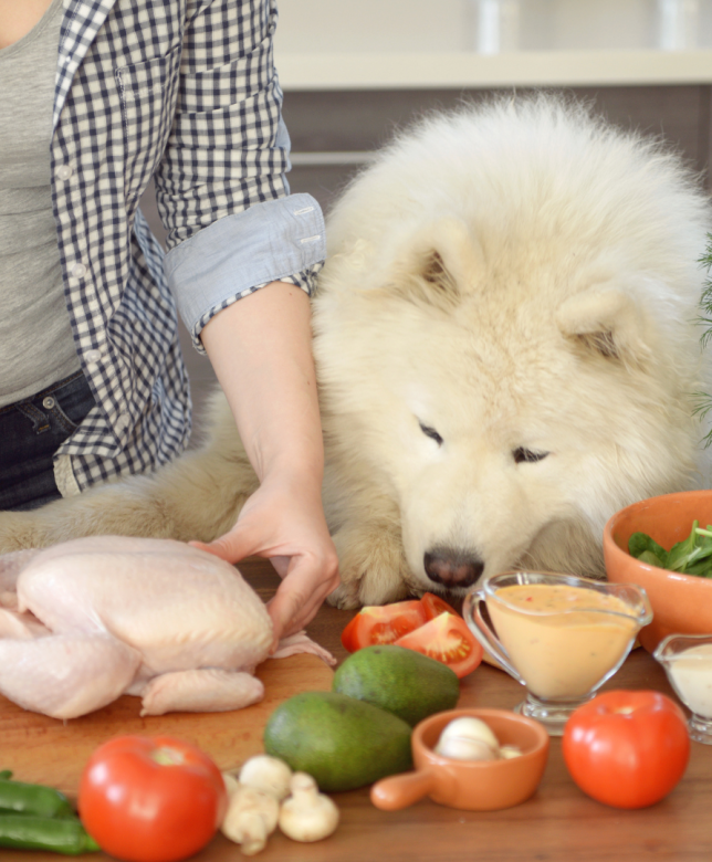 Keeping Paws at Bay.  Distractions to Keep Your Dog Happy While You Cook Thanksgiving Dinner.