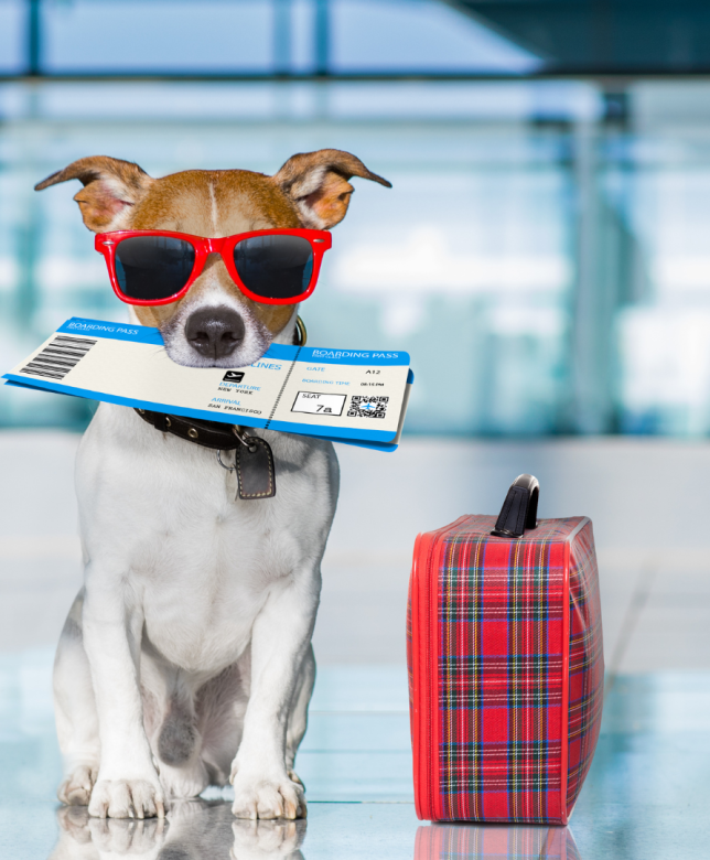 Traveling Plans? Explore Doggy Day Care Options for your Furry Baby
